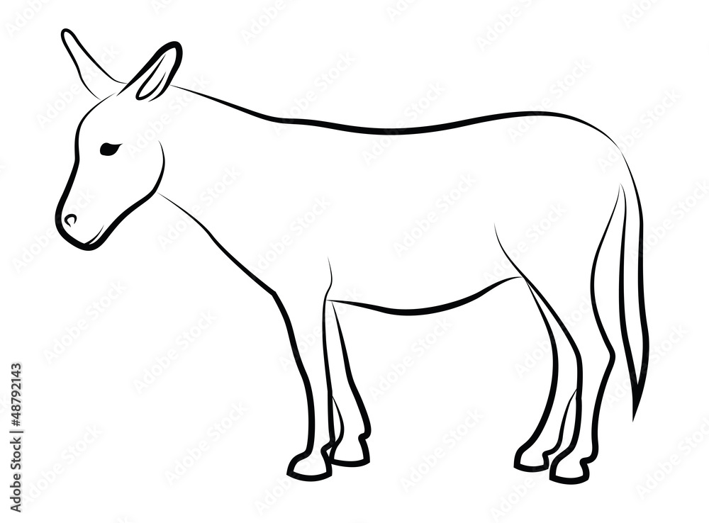 Obraz premium Donkey isolated on white