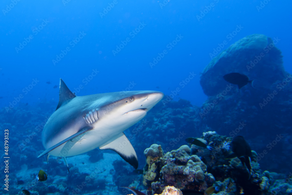 Naklejka premium Szczęki rekina szarego gotowe do ataku pod wodą portret z bliska