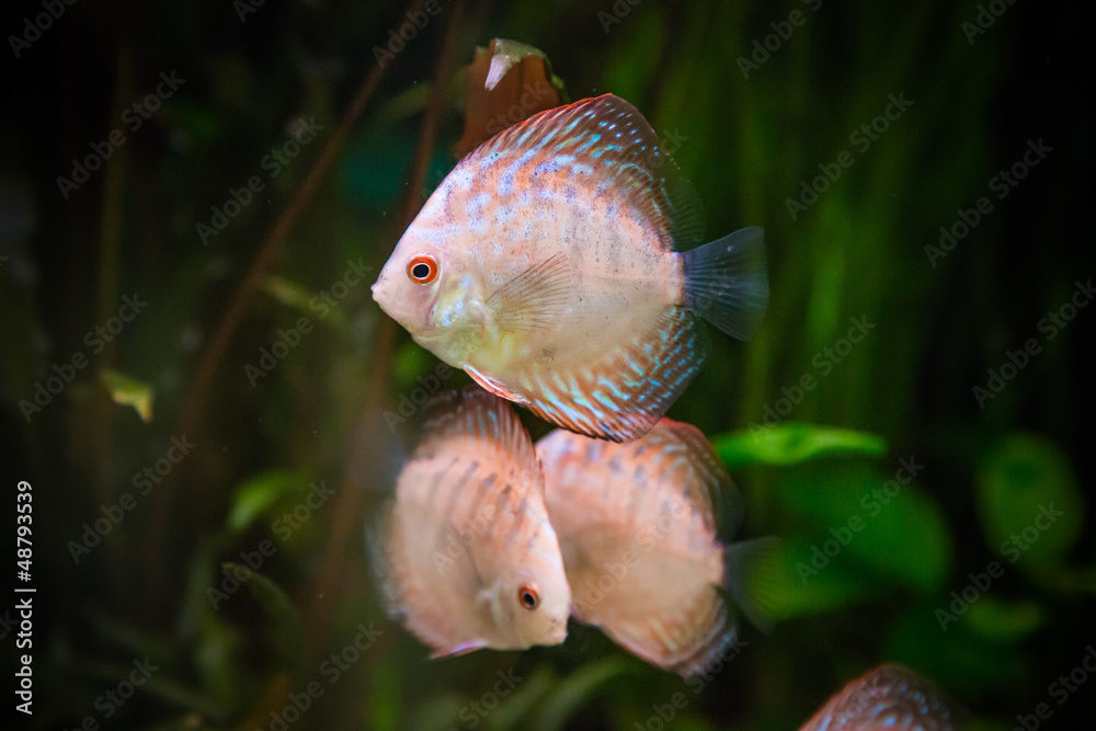 Ttropical freshwater aquarium with fishes Ttropical freshwater aquarium with fishes