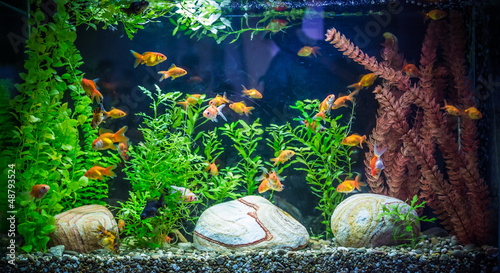 Leinwand Poster Ttropical freshwater aquarium with fishes