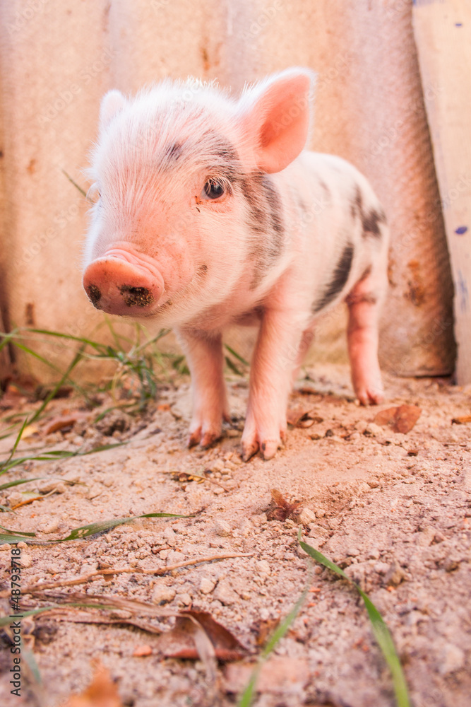 Close-up of a cute muddy piglet running around outdoors on the f Close-up of a cute muddy piglet running around outdoors on the f