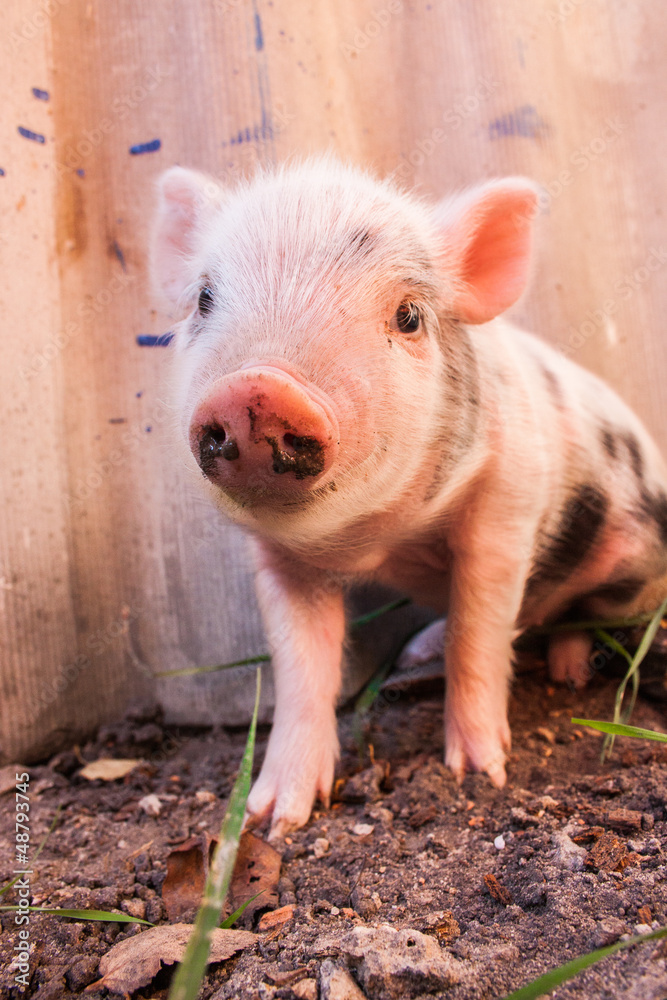 Close-up of a cute muddy piglet running around outdoors on the f Close-up of a cute muddy piglet running around outdoors on the f
