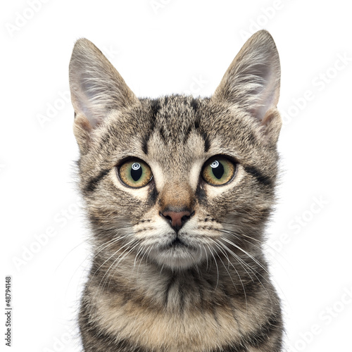 Little gray kitten portrait up isolated on white background.