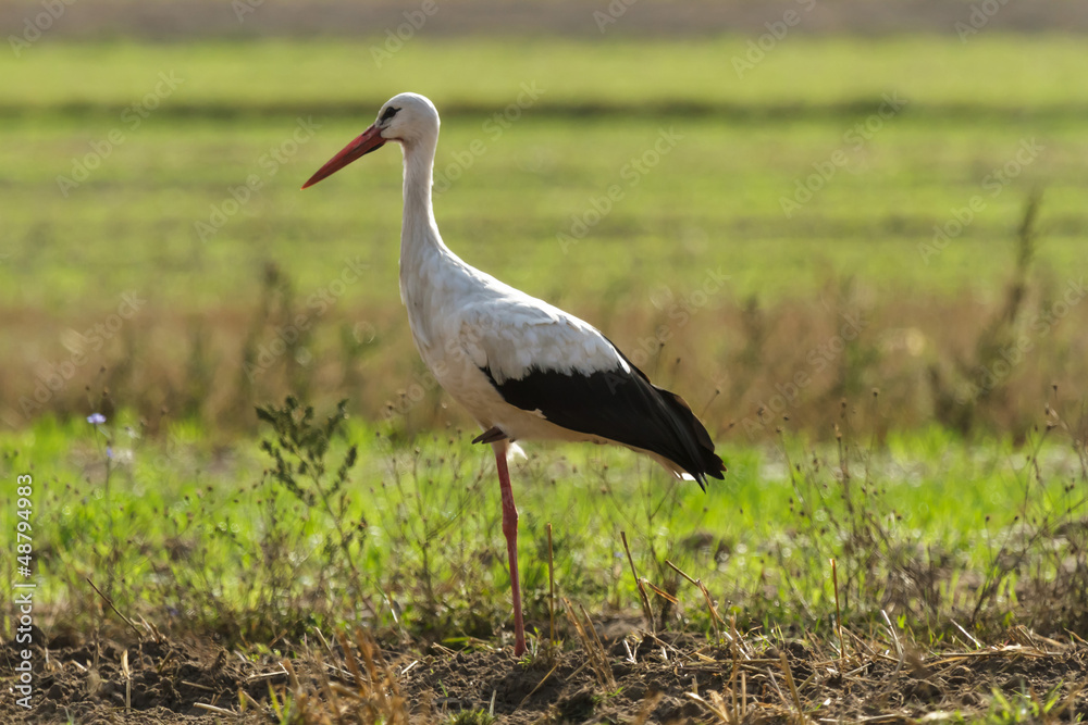 Fototapeta premium stork