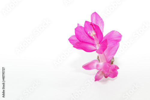 Pink flower © wittybear