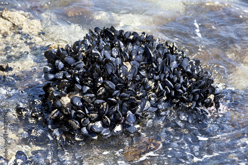 Fresh mussels growing on the rocks