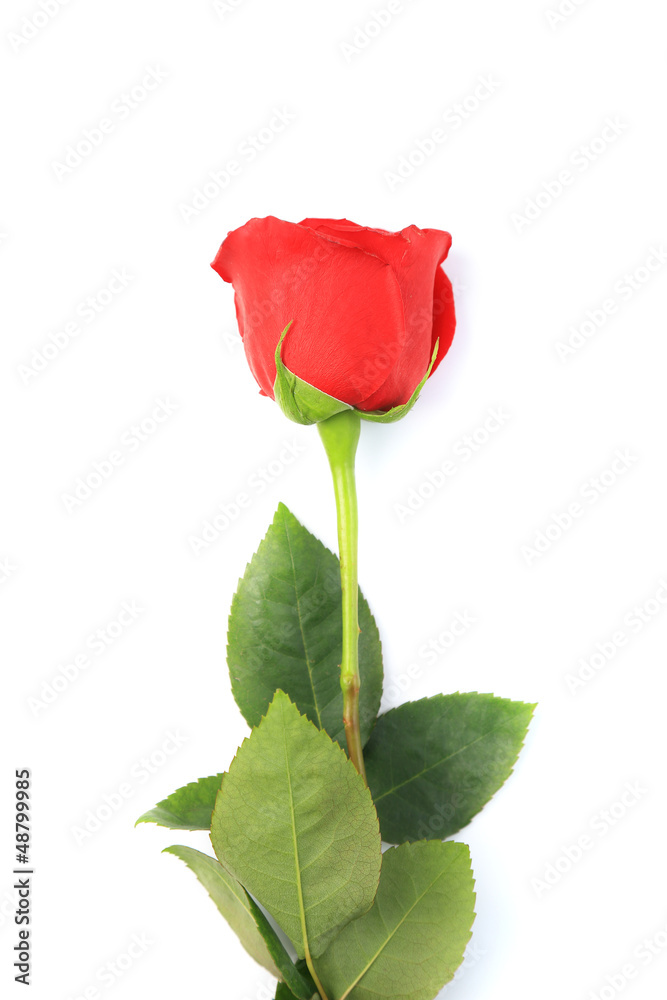 Obraz premium red rose isolated on white