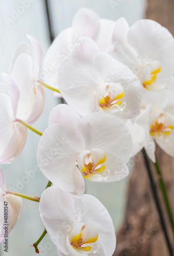 Fototapeta Naklejka Na Ścianę i Meble -  Branch of white orchid