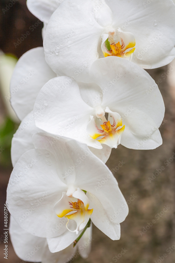 Obraz premium Gałąź białej orchidei