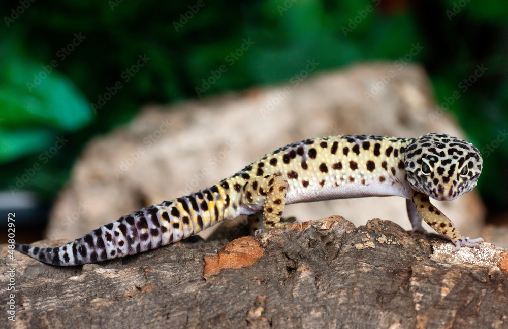 leopard gecko on a bark leopard gecko on a bark