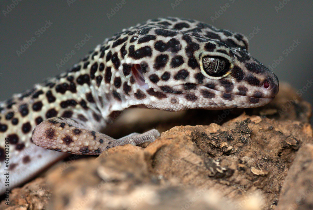 Leopard Gecko Leopard Gecko