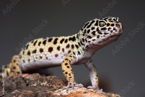 leopard gecko on a bark