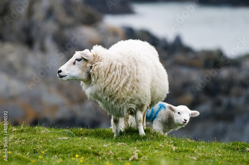 Sheep and lamb