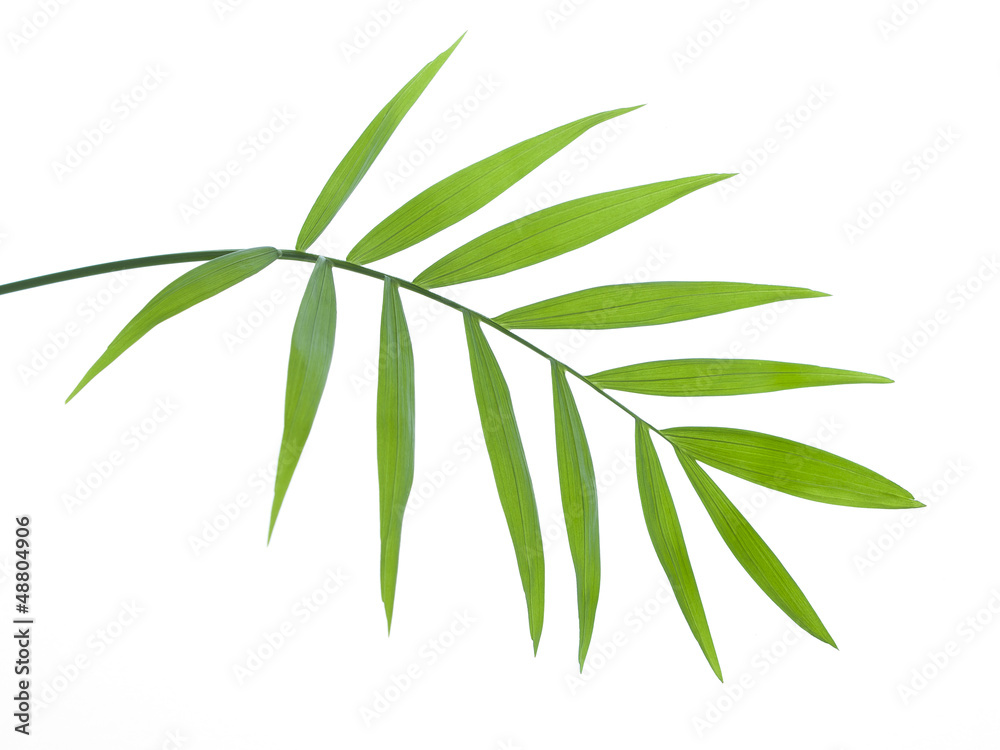 Fototapeta premium texture tree leaf fall