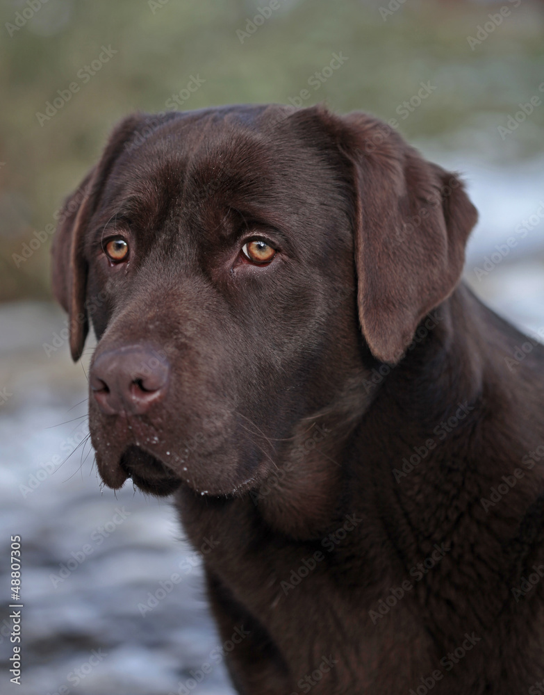 chocolate labrador