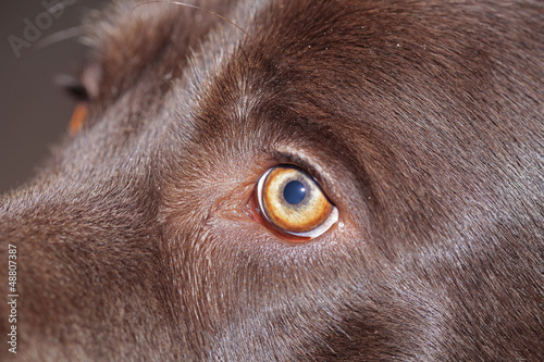 chocolate labrador eye