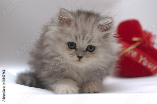 cute kitty with heart © irontrybex