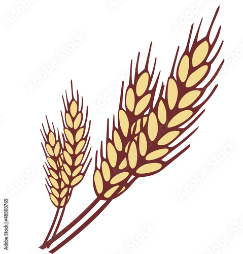 Wheat ear