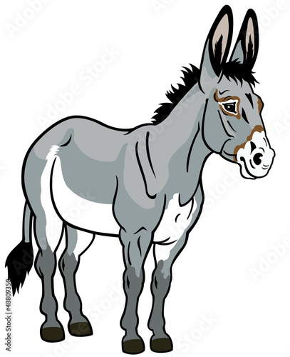 donkey on white
