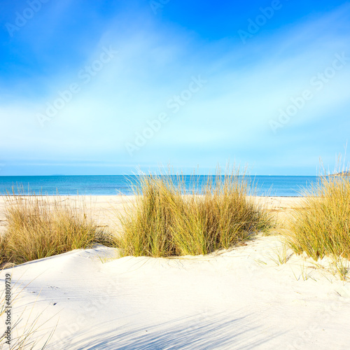 Fototapeta Naklejka Na Ścianę i Meble -  Grass on a white sand dunes beach, ocean and sky