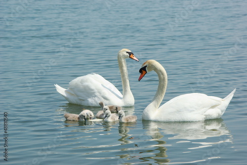 swan family in the lake