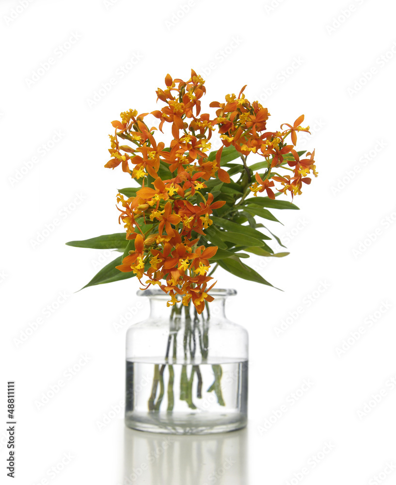 Bouquet of orchids in vase Bouquet of orchids in vase