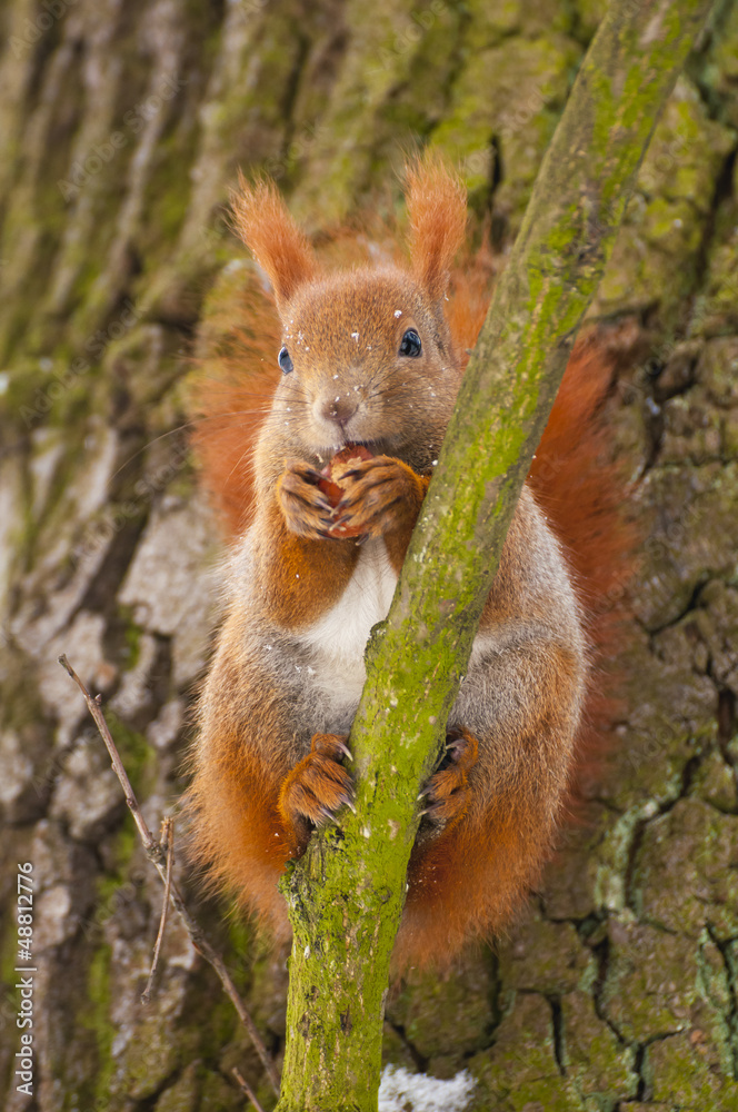 Squirrel