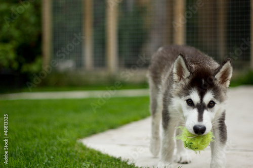 Husky Puppy photo