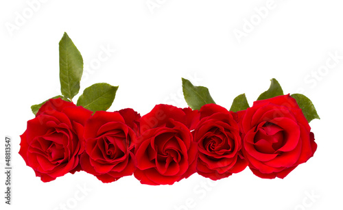 border of red  roses