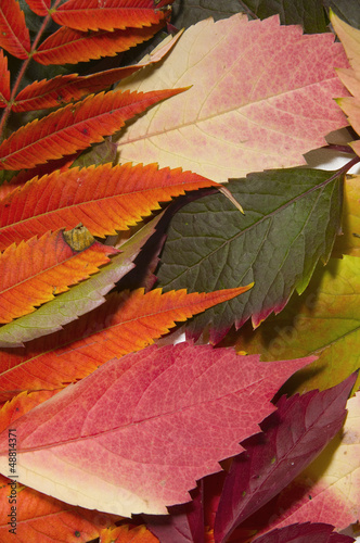 jagged red leaves