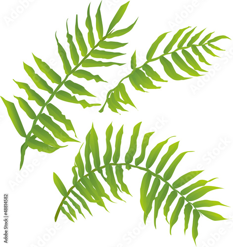 vector illustration of exotic tropical fern leaves