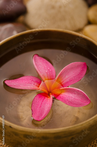frangipani Plumeria spa concept photo