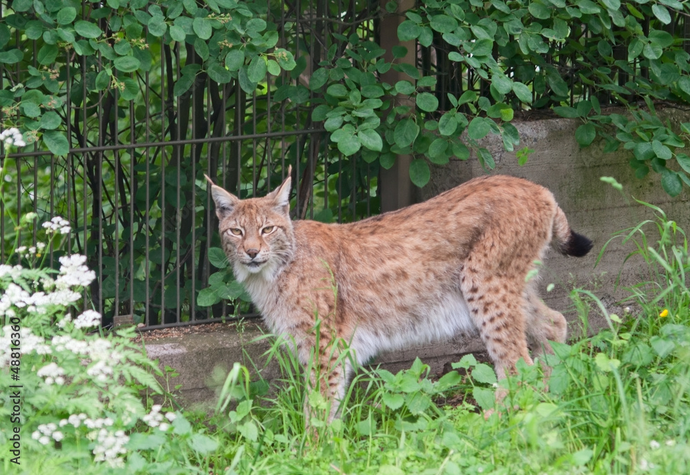 Obraz premium Eurasian lynx (L. Lynx)