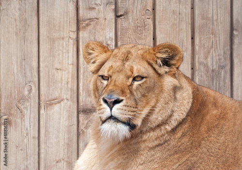 Portrait of a lioness  P. Leo 