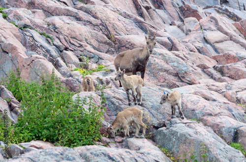 Alpine ibex (Capra Ibex) with kids