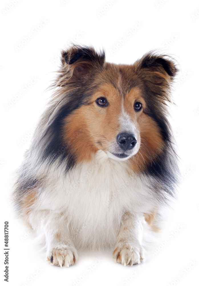 shetland dog