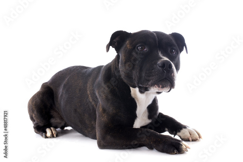 staffordshire bull terrier