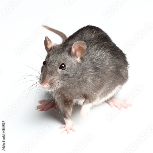 rat on white background