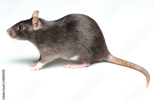 Fototapeta rat over white
