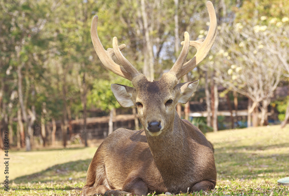 Red deer on a forest marge Red deer on a forest marge