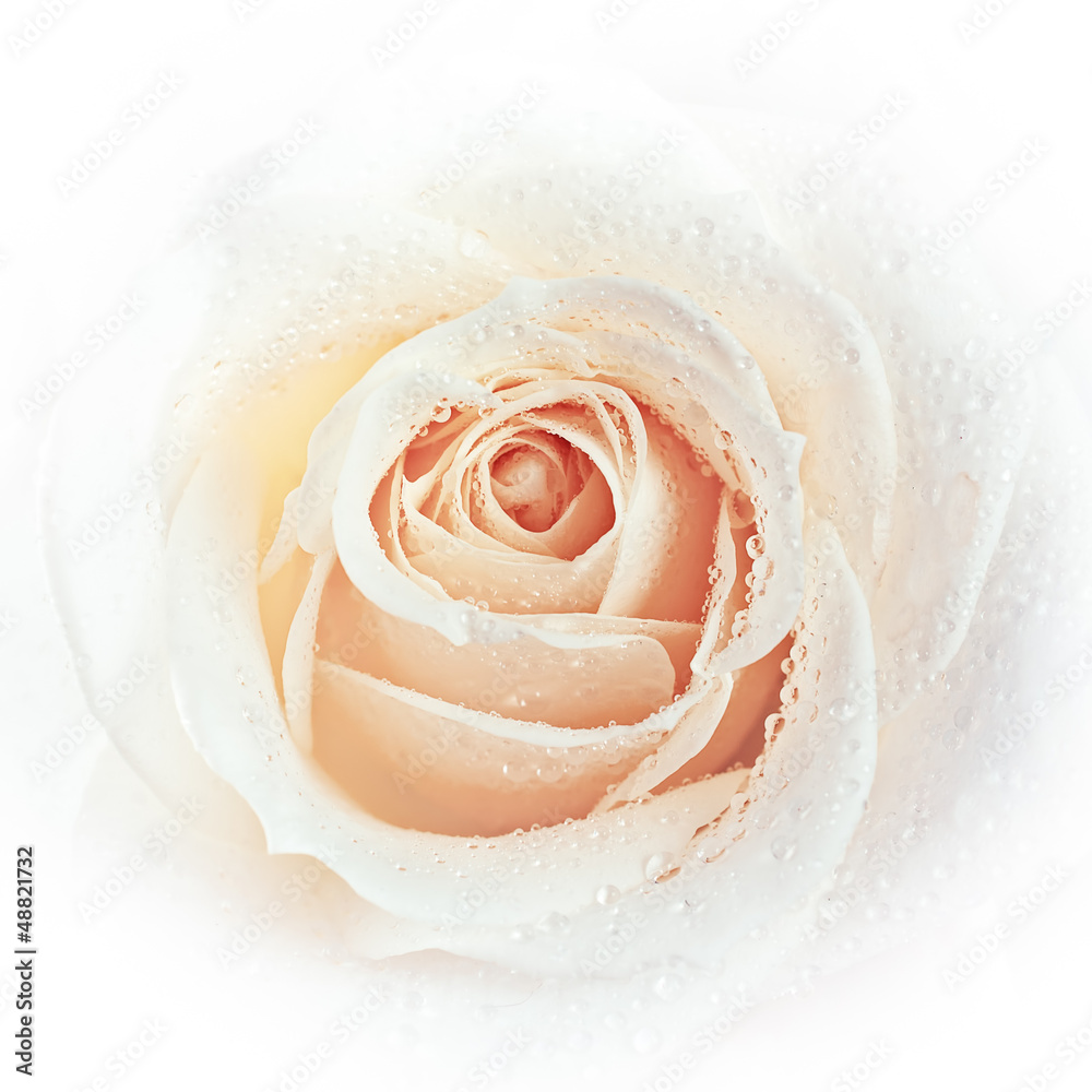 White rose background White rose background