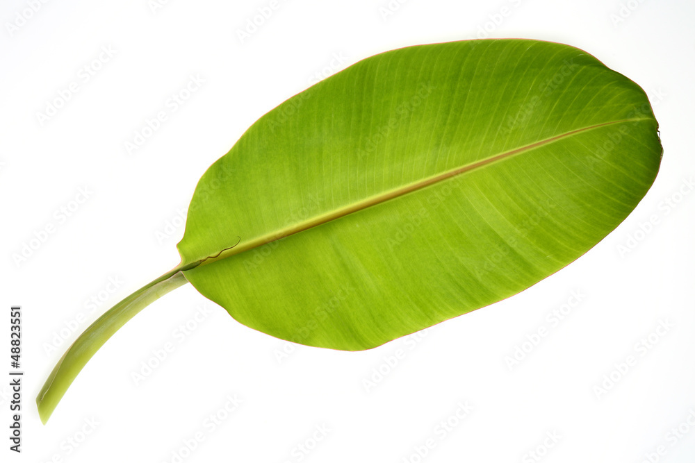 Obraz premium Banana leaf