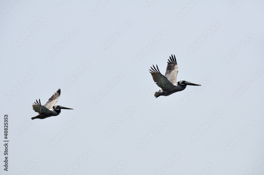 Pelicans in Flight at Malibu Beach, California Pelicans in Flight at Malibu Beach, California