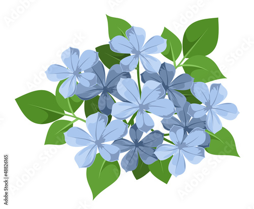 Blue plumbago flowers. Vector illustration.