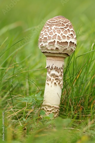 junger Riesenschirmling / young macrolepiota photo