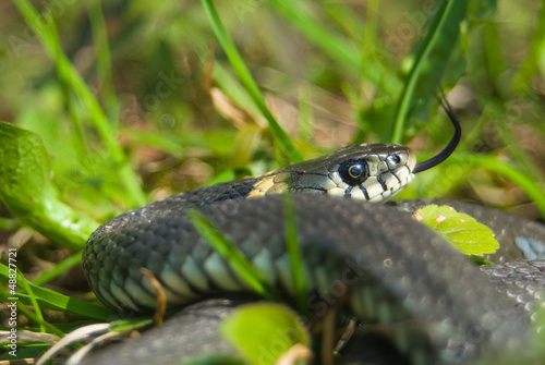 Obraz na płótnie Grass snake w salonie