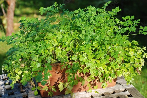 Flat leaved parsley (Petroselinum Crispum Neapolitanum)