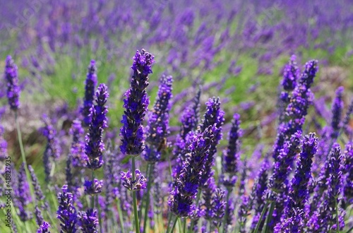 Lavendel - lavender 97