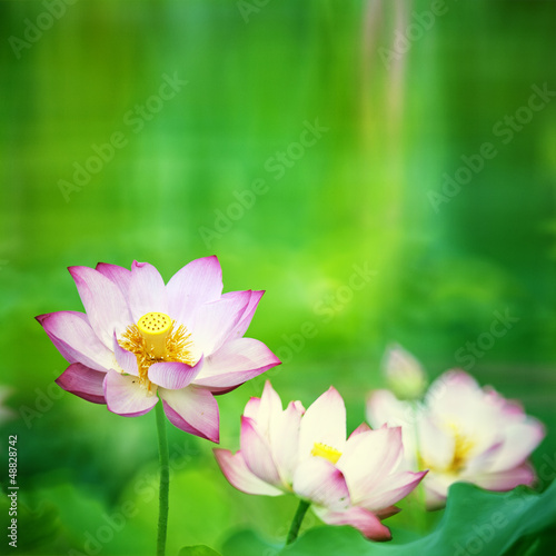 Beautiful Lotus with nice backgroun