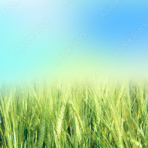 green wheat with the sky